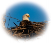 2023 02 11 RedwingEagles 029
